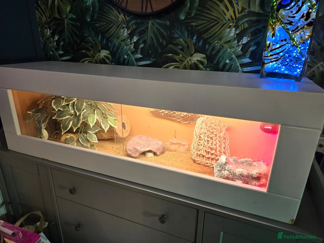 Gecko reptiles for sale: 3 x gecko and set up - Advert 7
