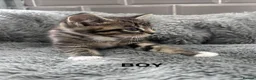 Mixed Breed cats for sale: Kittens 1/4 Maine coon.7 weeks and ready to leave. - Advert 4
