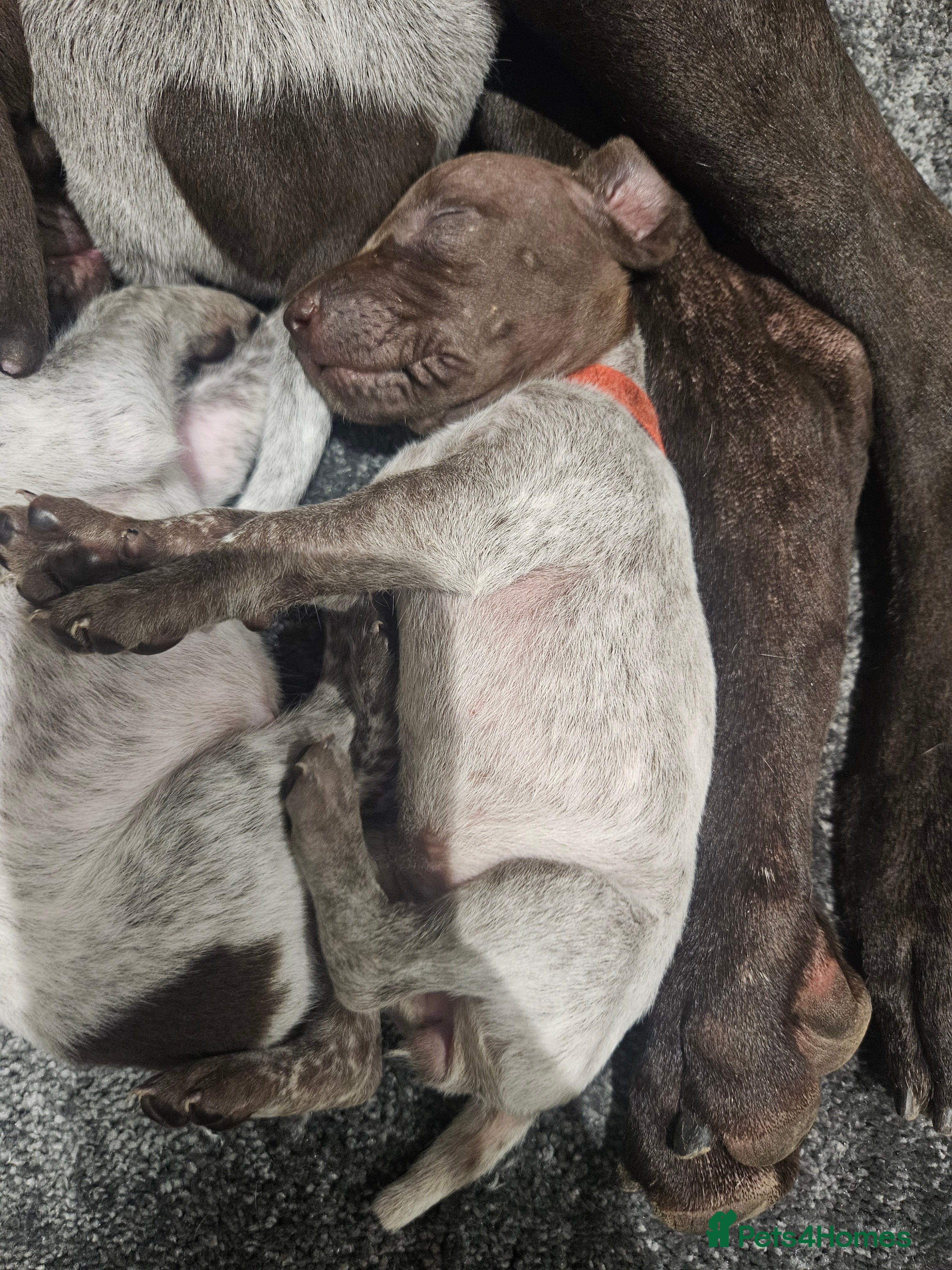 German Shorthaired Pointer dogs German Shorthaired Pointer Puppies  - Advert 2
