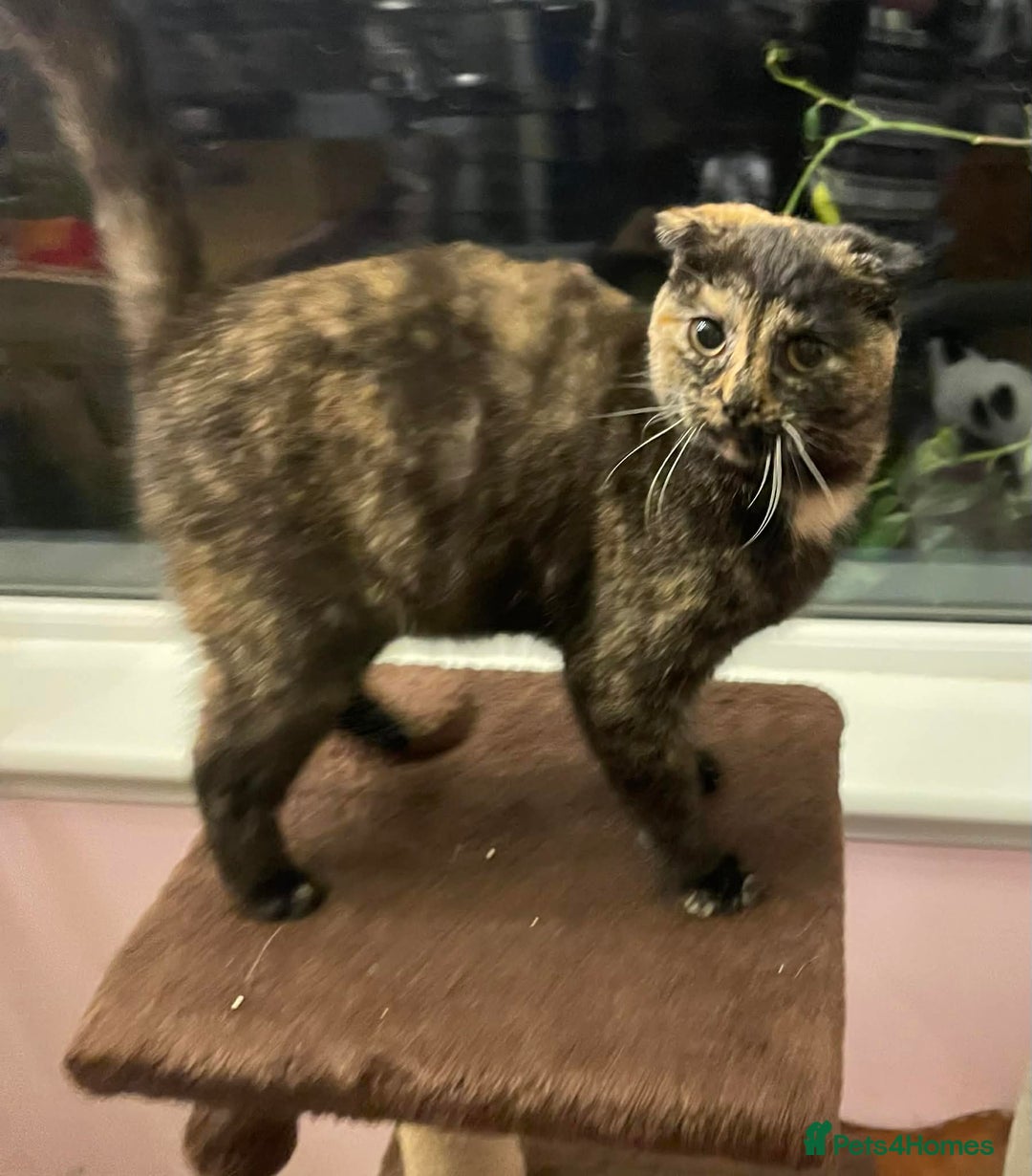 Munchkin cats for sale: Munchkin x Scottish Fold - Advert 25