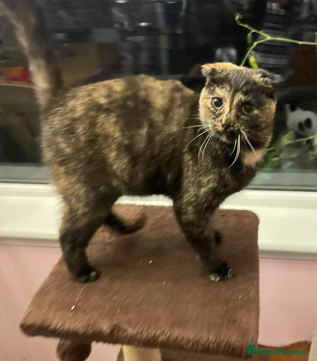 Munchkin cats for sale: Munchkin x Scottish Fold - Advert 25