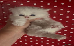 Persian cats for sale: persian chinchilla kittens  - Image 5