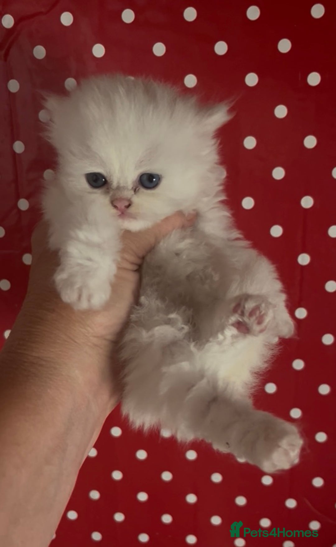 Persian cats for sale: persian chinchilla kittens  - Image 5