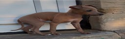 Italian Greyhound dogs for stud: MR MILO AT STUD ( HEALTH TESTED ) in Batley - Advert 19