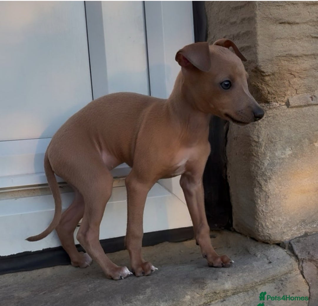 Italian Greyhound dogs for stud: MR MILO AT STUD ( HEALTH TESTED ) in Batley - Advert 19