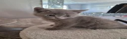 British Shorthair cats for sale: British Shorthair x Domestic Shorthair - Advert 8