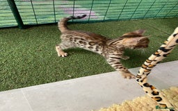Bengal cats for sale: Health Tested TICA 🩷Bengal female kittens  - Image 23