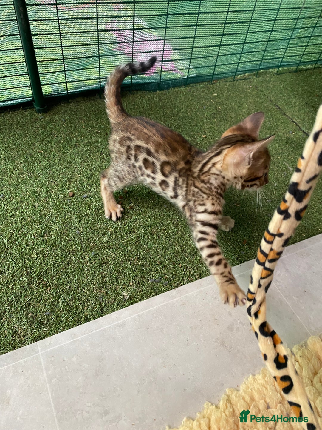 Bengal cats for sale: Health Tested TICA 🩷Bengal female kittens  - Image 23