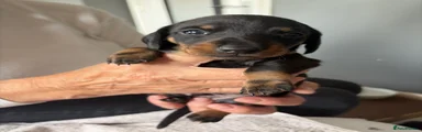 Miniature Dachshund 2