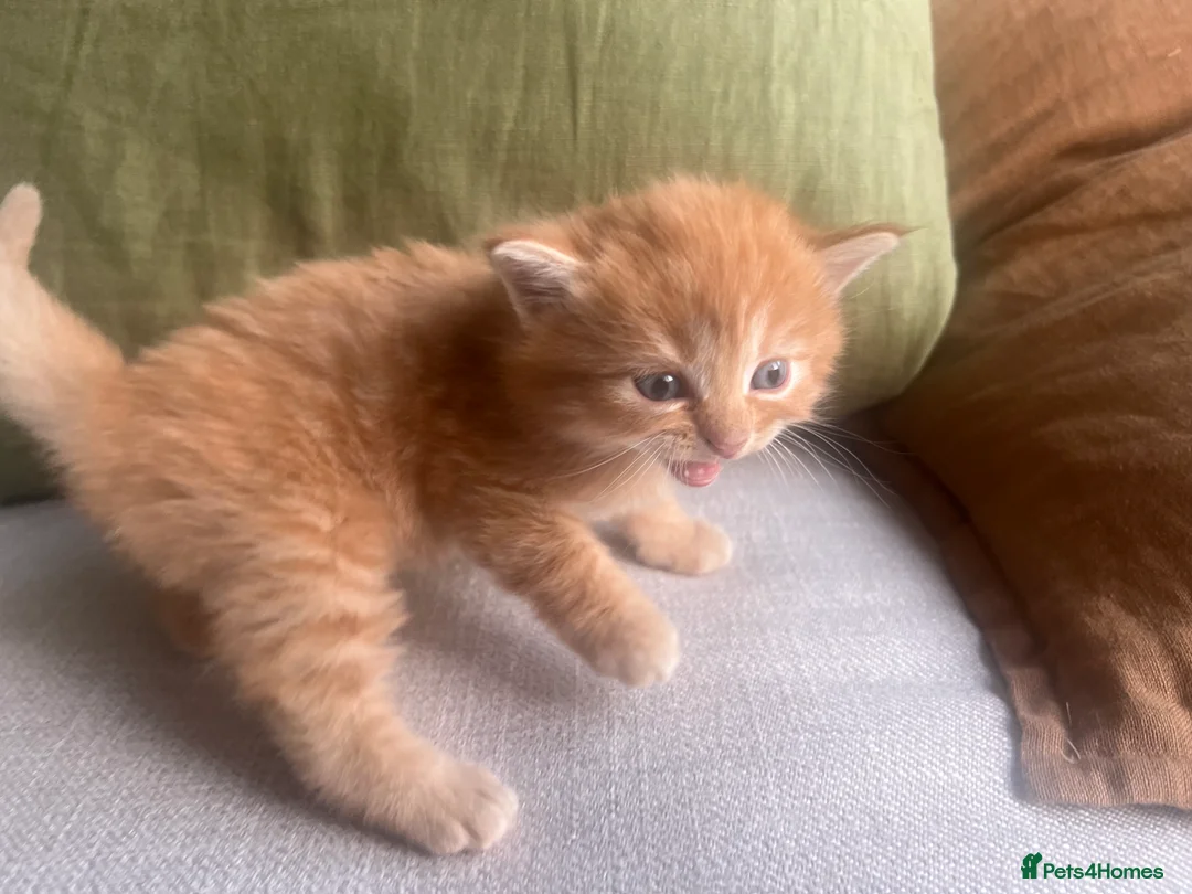 Mixed Breed cats for sale: Three (3) ginger kittens for sale - Advert 9