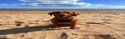 Labrador Retriever dogs for stud: Fox red Labrador  in Hartlepool - Advert 2