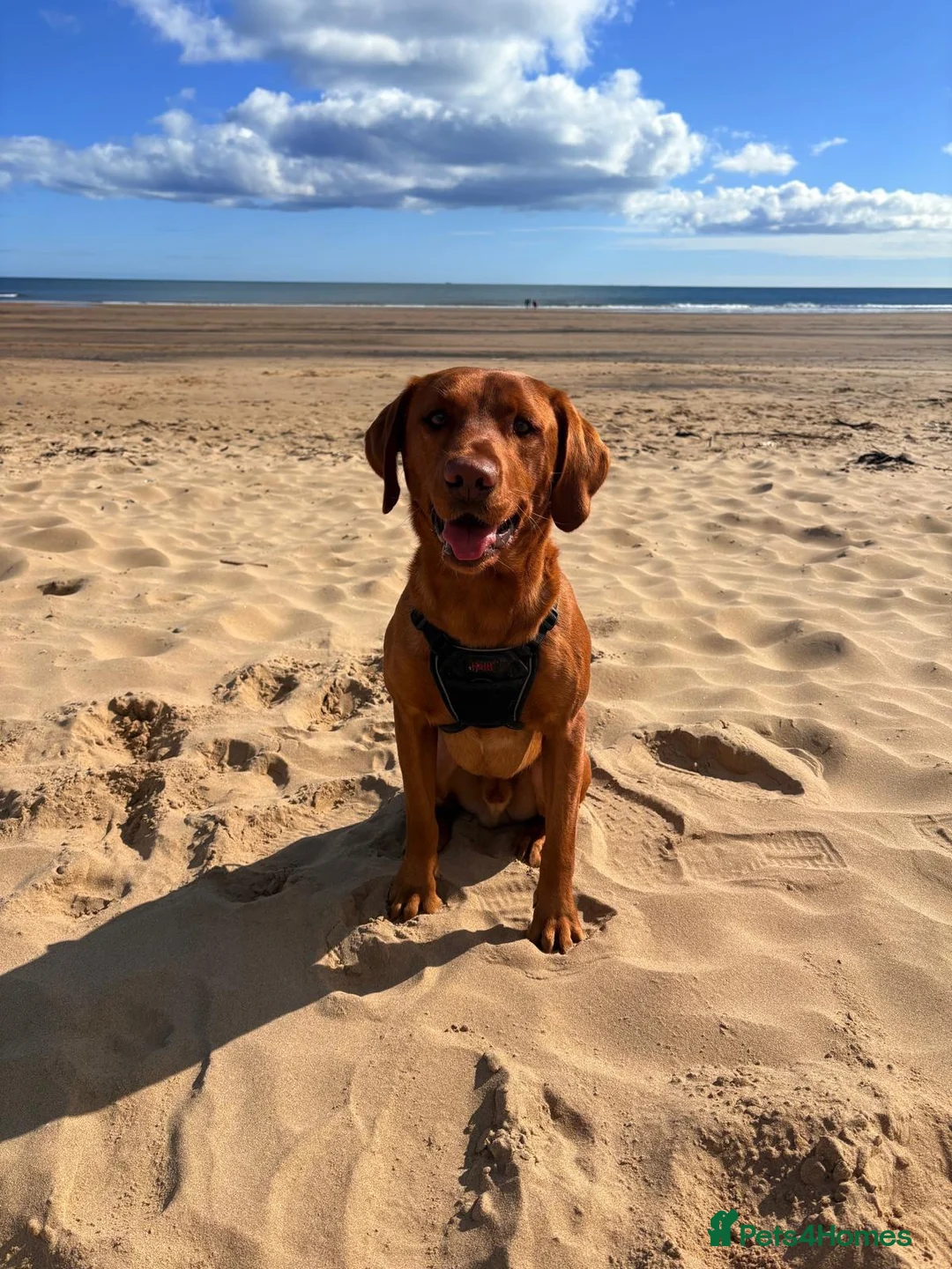 Labrador Retriever dogs for stud: Fox red Labrador  in Hartlepool - Advert 2