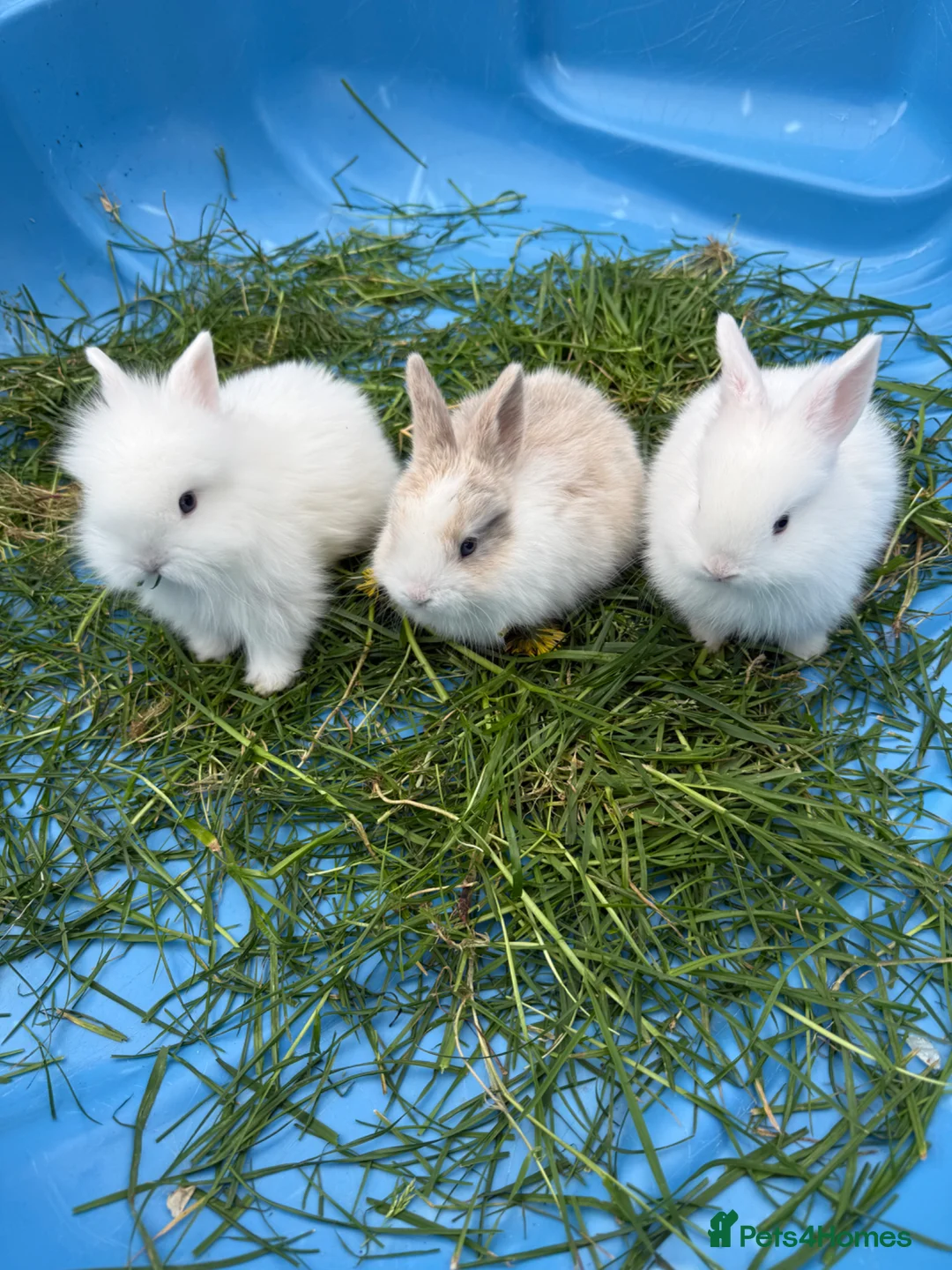 Mini Lion Lop rabbits for sale: Baby mini lion lops in Birmingham - Advert 2