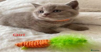 British Shorthair cats - Advert 2