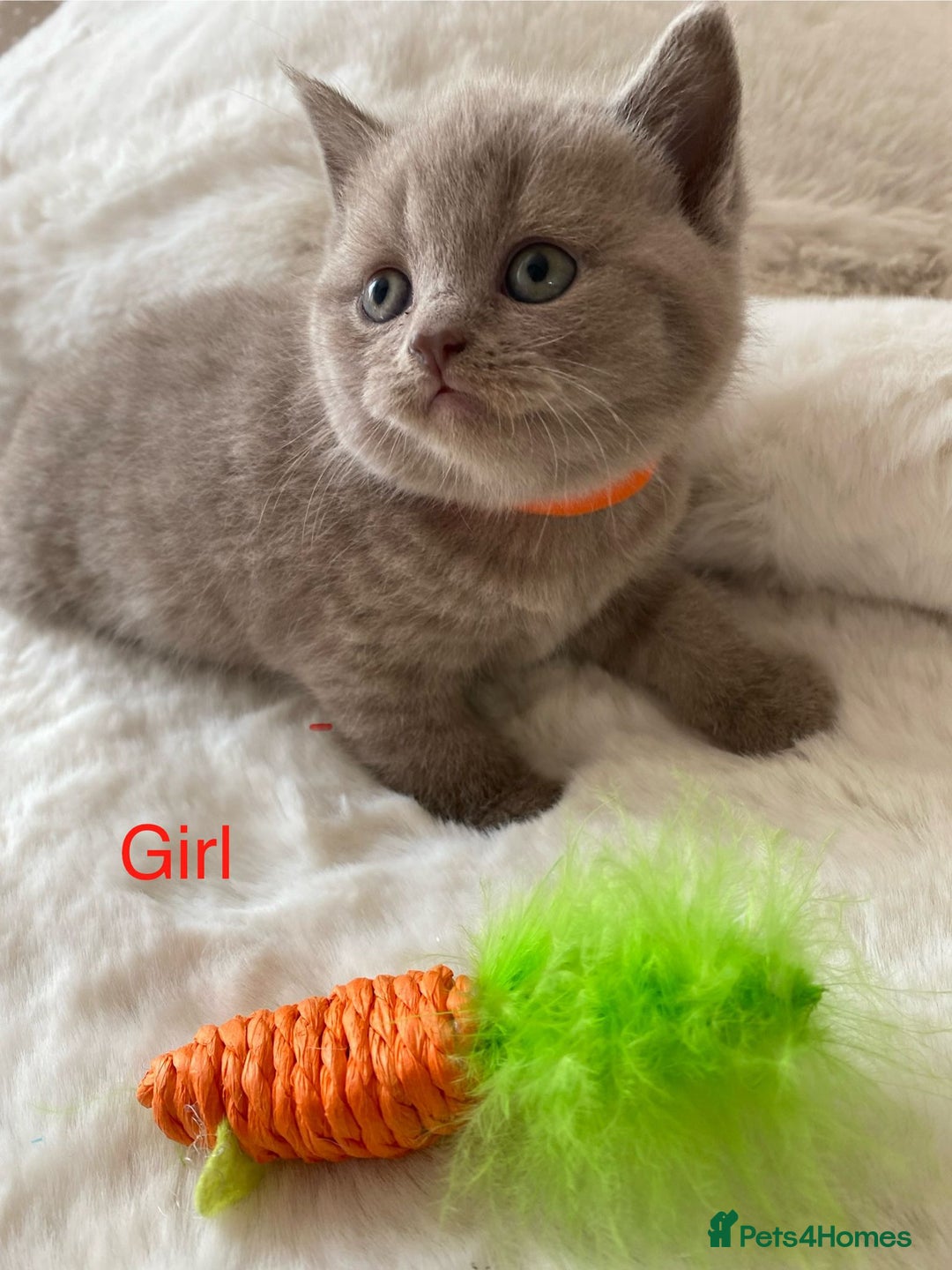 British Shorthair cats for sale: British Shorthair Kittens - Image 2