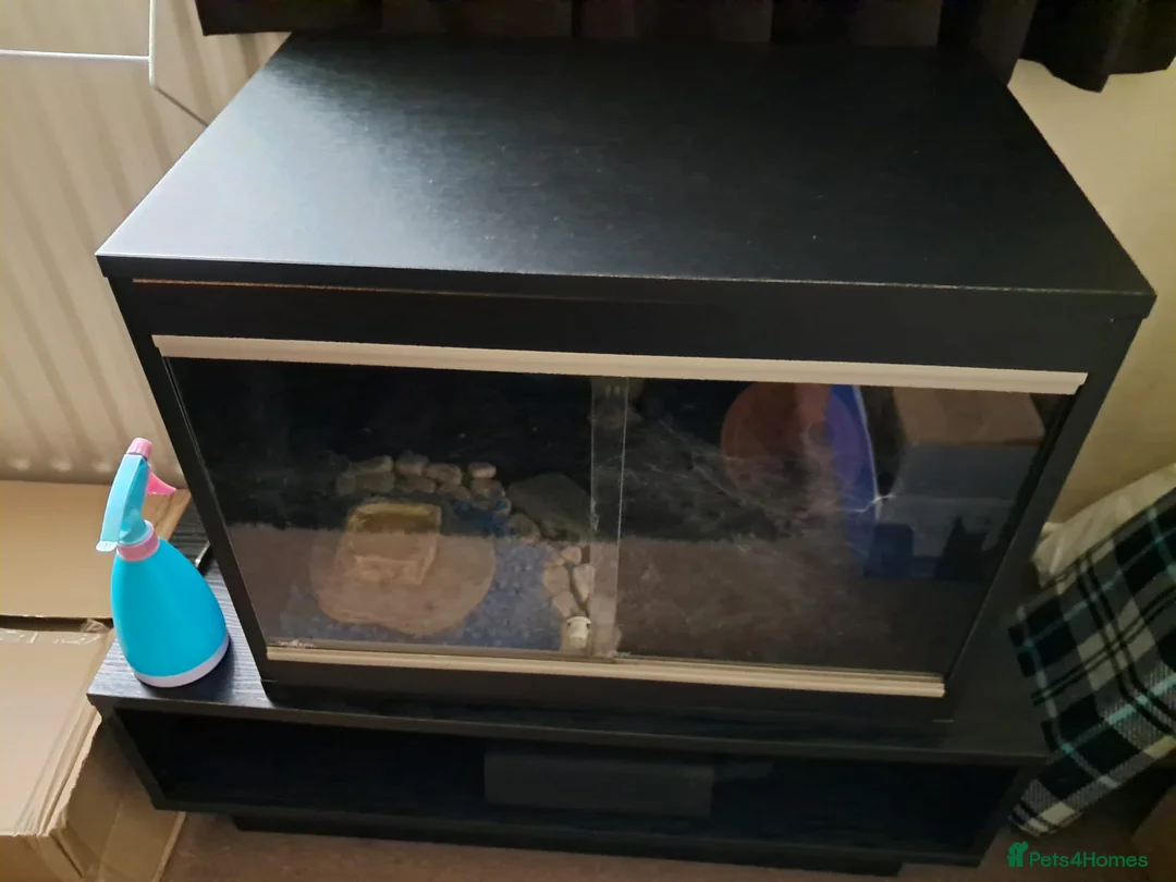 Tarantulas invertebrates for sale: Salmon Pink Birdeater Tarantula about 9 years old - Advert 4