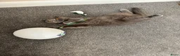 Mixed Breed cats for sale: Scottish fold X  - Advert 8