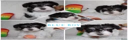 Miniature Schnauzer dogs for sale: KC Reg Chocolate Parti/Wheaten Miniature Schnauzer - Advert 6