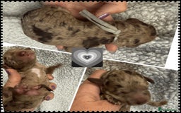 Cockapoo dogs for sale: Beautiful F2b Cockapoo Puppies 3M 3F available - Image 7