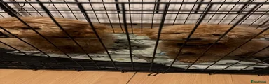 Cockapoo 1