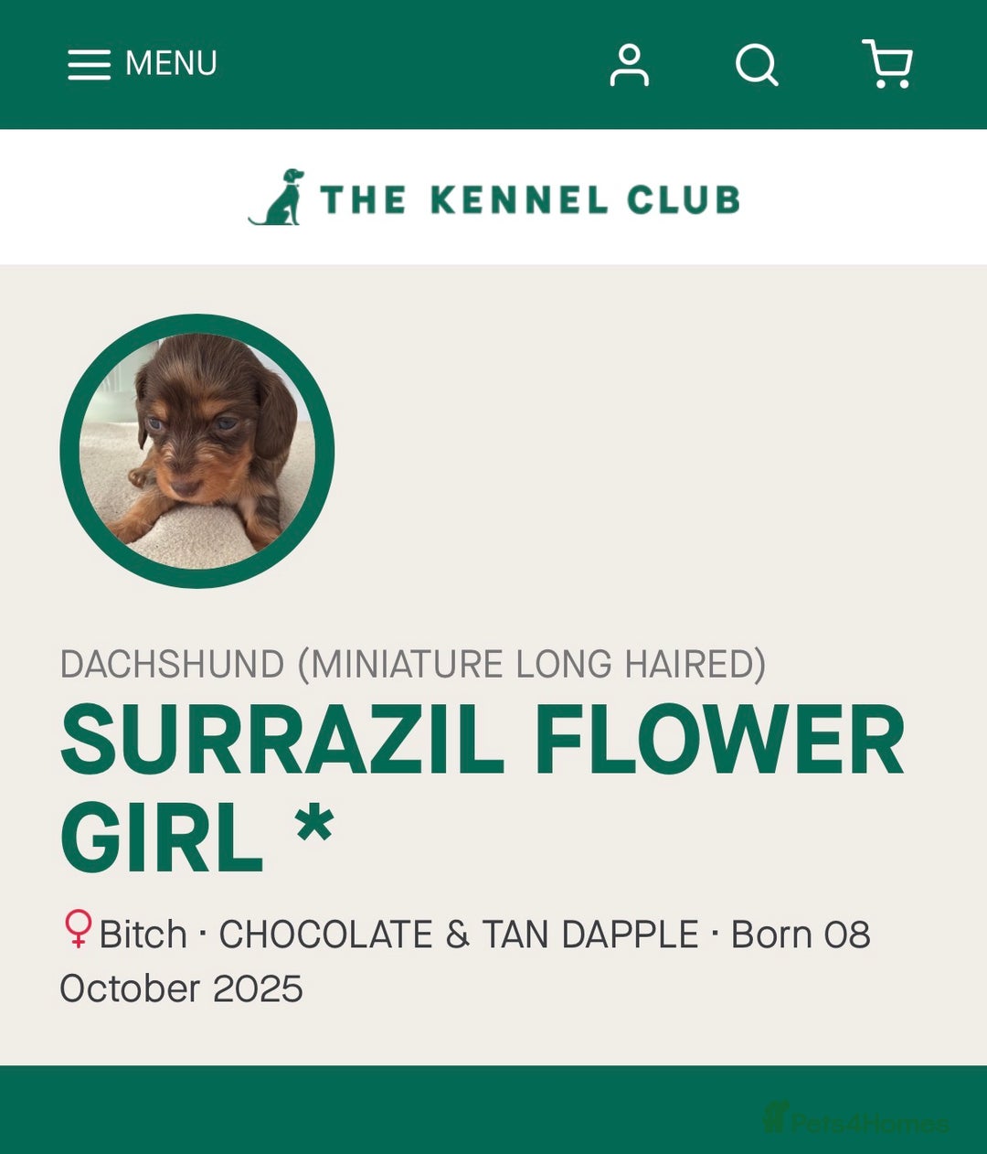 Miniature Dachshund dogs for sale: 2 left Long haired mini dachshund pups  - Advert 22