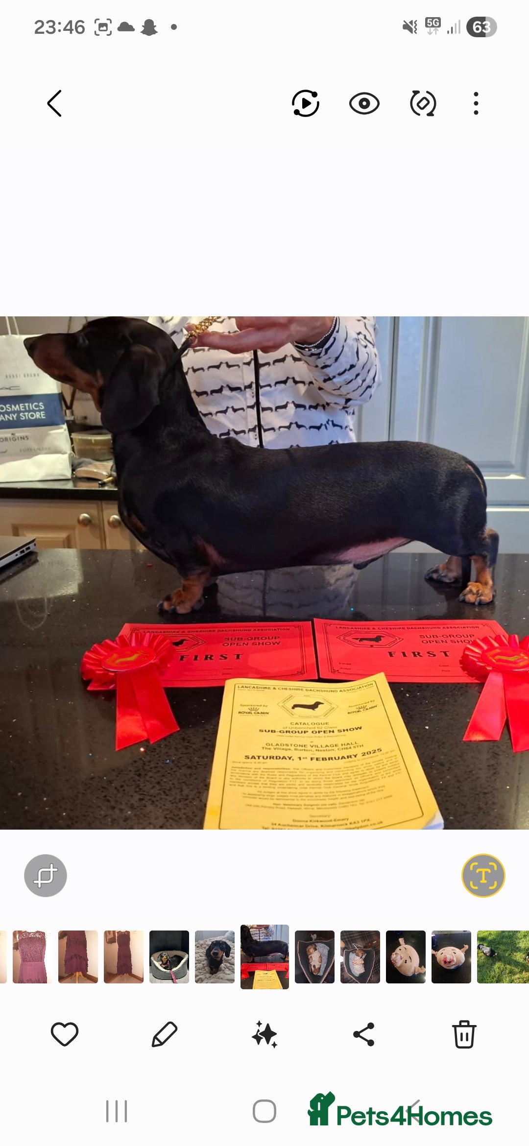 Dachshund dogs Stud dog - Advert 11