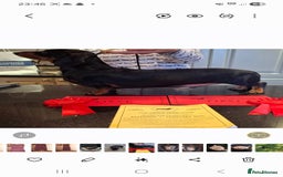 Dachshund dogs for stud: Stud dog - Image 1