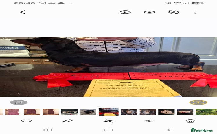 Dachshund dogs - Advert 1