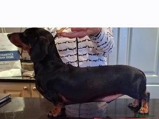 Dachshund dogs for stud - Advert 1