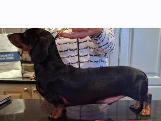 Dachshund dogs Stud dog - Advert 24