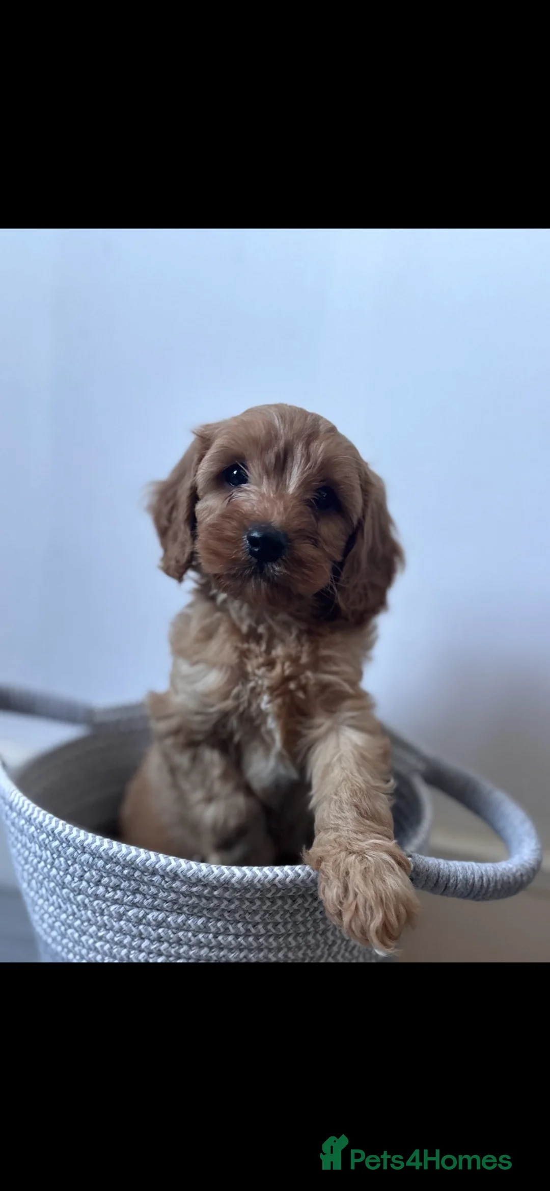 Cavapoo dogs for sale: Cavapoo pups in Stafford - Advert 2