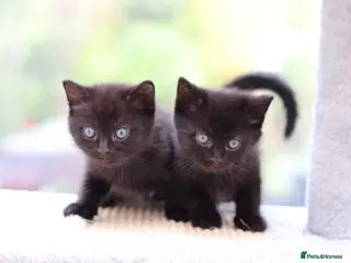 Mixed Breed cats Beautiful Kittens Ready SOON - Advert 5