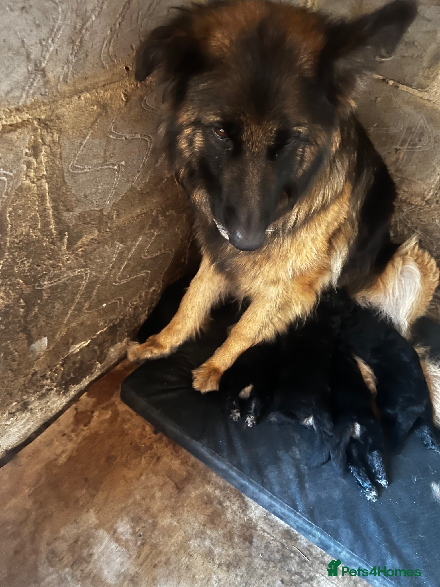 German Shepherd dogs 5 puppies Geman shepherd long hair - Advert 1