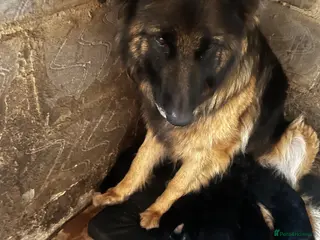 German Shepherd dogs 5 puppies Geman shepherd long hair - Advert 1