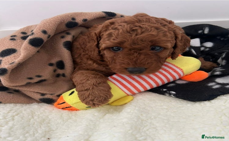 Labradoodle dogs - Advert 15