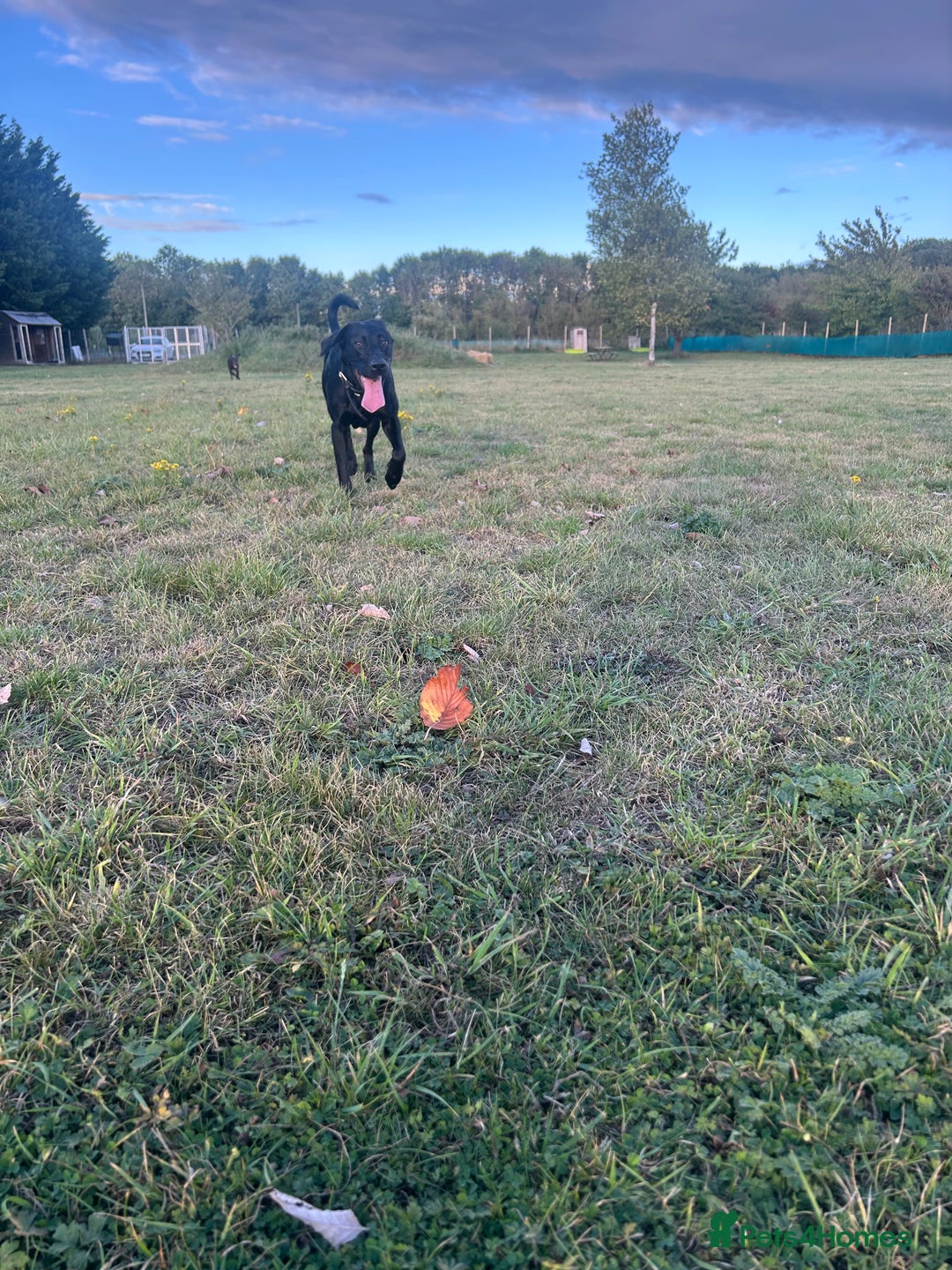 Mixed Breed dogs for sale: 1 year old black female black Labrador mix  - Image 7
