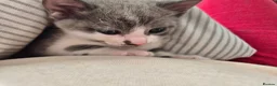 Mixed Breed cats for sale: Playful kittens - Advert 5
