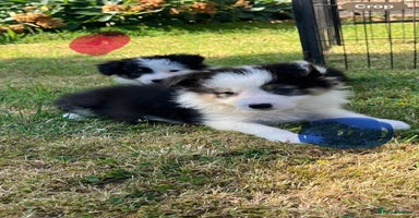 Border Collie dogs - Advert 4