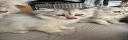 British Shorthair cats for sale: British Shorthair & longhair Chinchilla available  - Advert 29