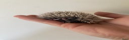 Pygmy Hedgehog rodents for sale: Stunning female hoglets for sale!  - Advert 14