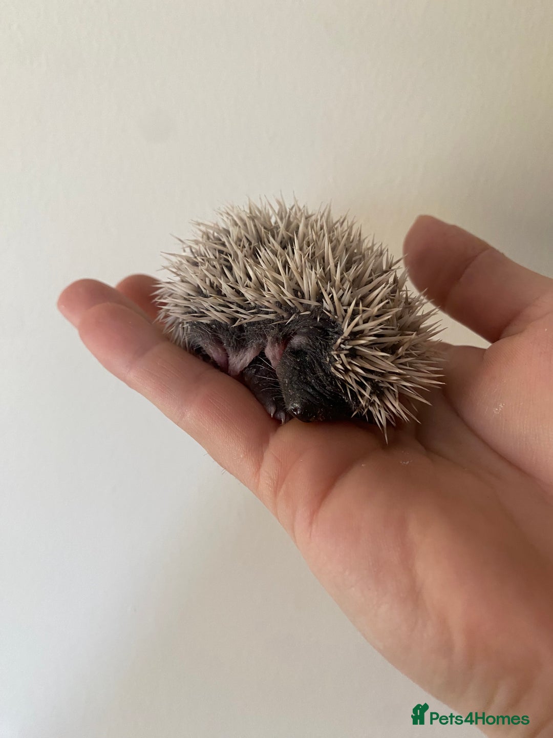 Pygmy Hedgehog rodents for sale: Stunning female hoglets for sale!  - Advert 14