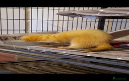 Ferret rodents for sale: 2 Male Albino Ferrets With Everything  - Image 25