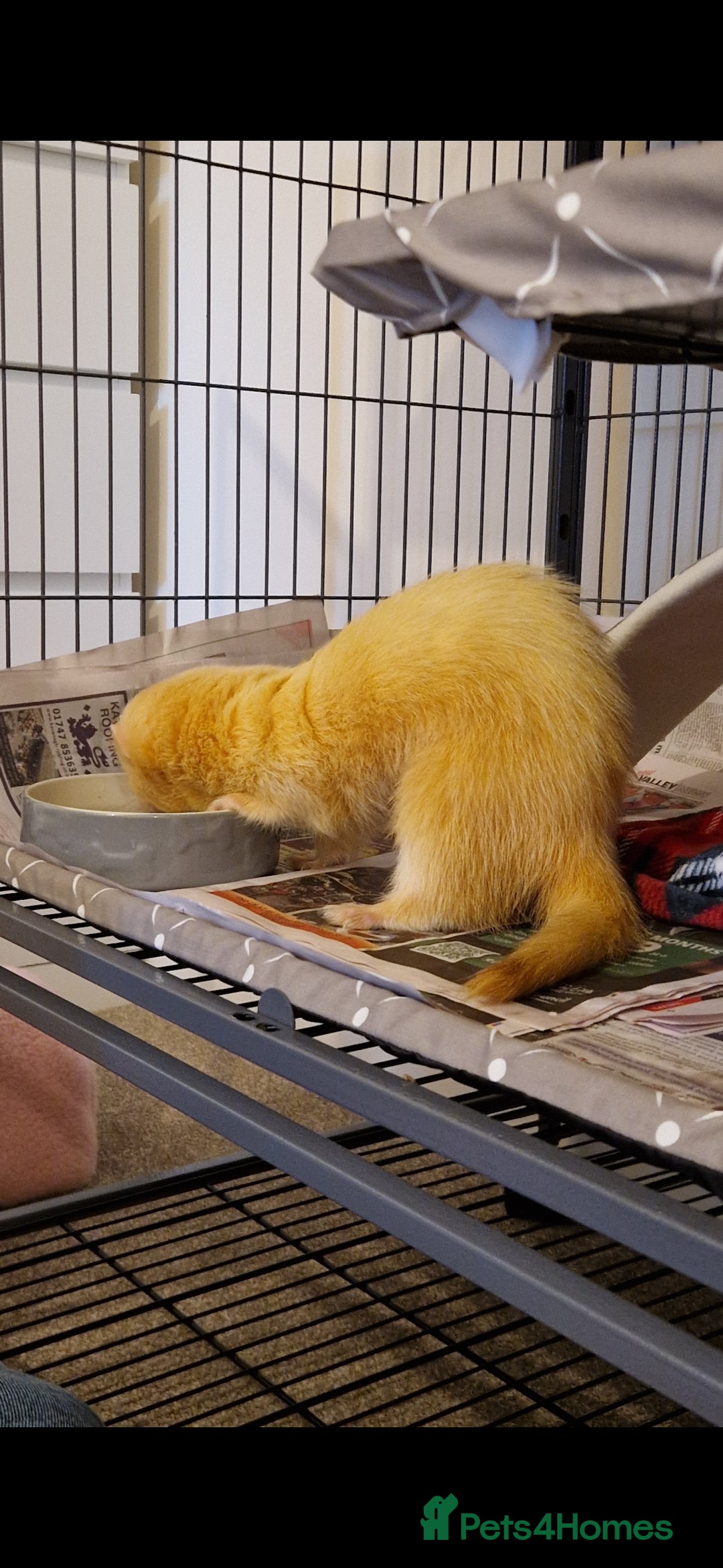 Ferret rodents for sale: 2 Male Albino Ferrets With Everything  - Image 25