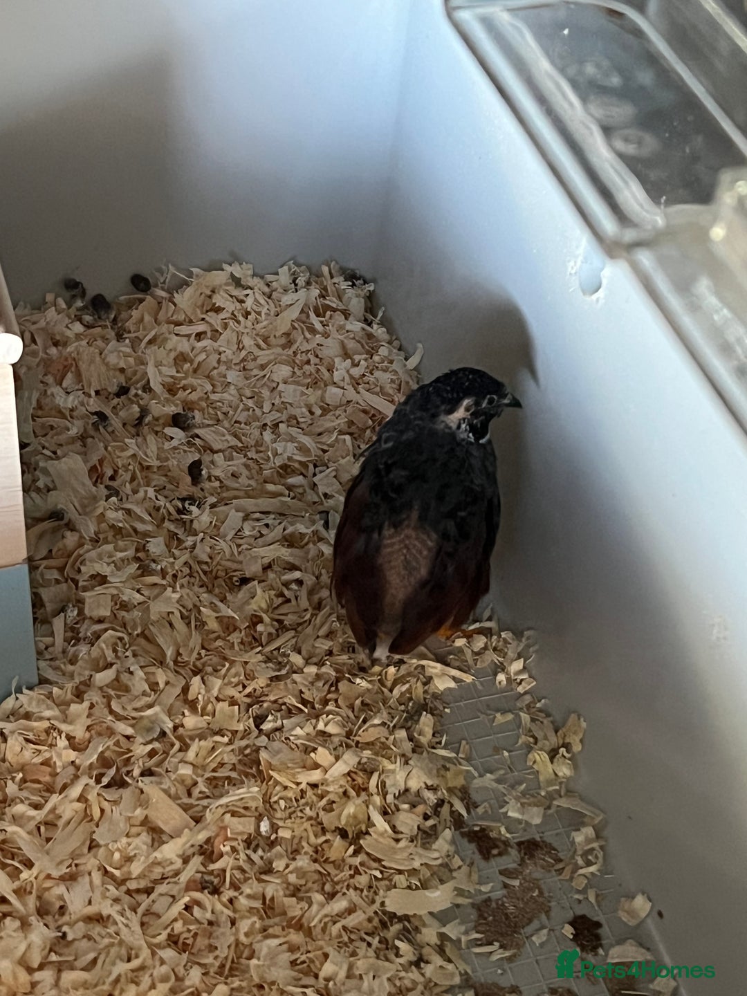 Quail poultry for sale: Chinese Painted Quail Rooster - Image 2