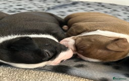 Boston Terrier dogs for sale: Beautiful Chunky KC Boston Terrier Puppies - Image 21