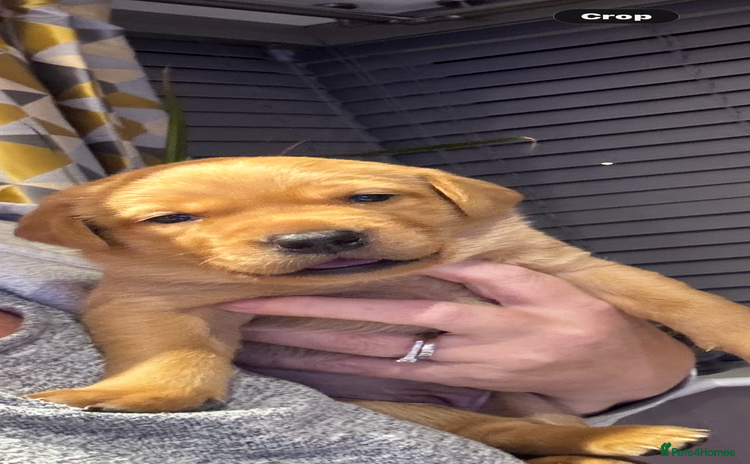 Labrador Retriever dogs  🐾 Fox Red Labrador Puppies🐾 - Advert 13