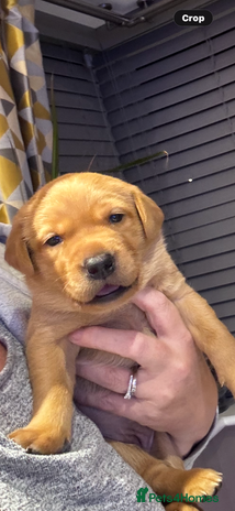 Labrador Retriever dogs 🐾 Fox Red Labrador Puppies🐾 - Advert 11