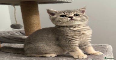 British Shorthair cats British shorthair blue ticked tabby girl  - Advert 15