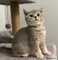 British Shorthair cats British shorthair blue ticked tabby girl - Advert 12