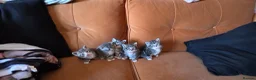 British Shorthair cats for sale: Beautiful British shorthair x  - Advert 7